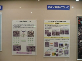 写真:オルソ画像について
