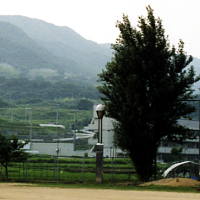 写真1_伐採前