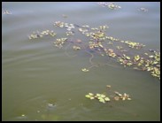 写真:浮葉植物