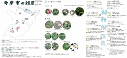作品：多摩市の雑草