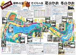 作品名：樹木の葉っぱでくらべる夏のかお冬のかお ～都立善福寺公園～